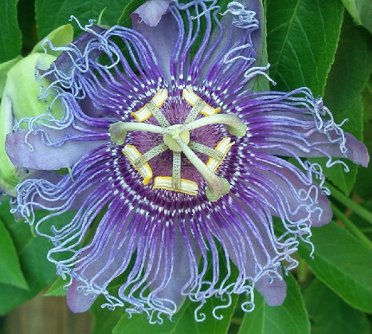 The Passion Vine Flower