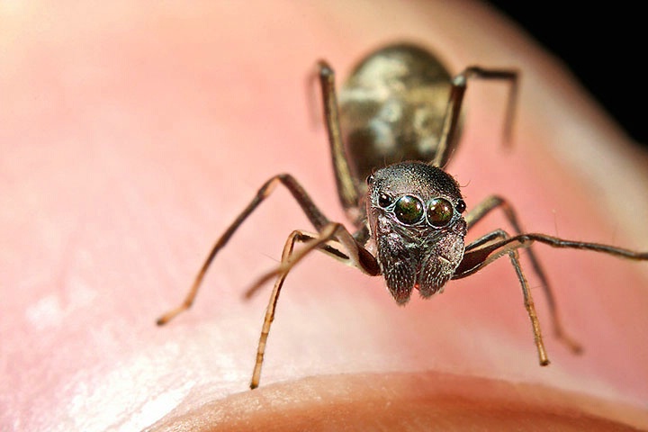 Ant Mimic on my Thumbnail