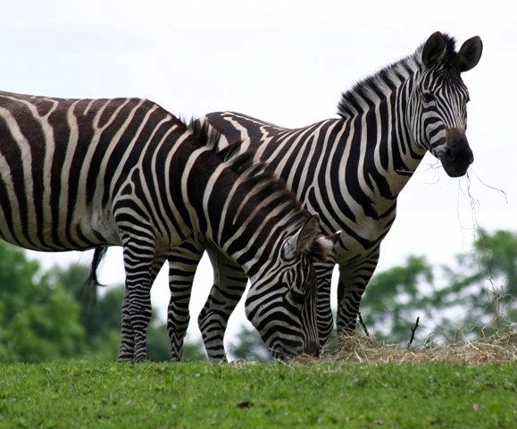 Stripes