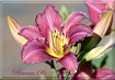 Purple DAY LILLY