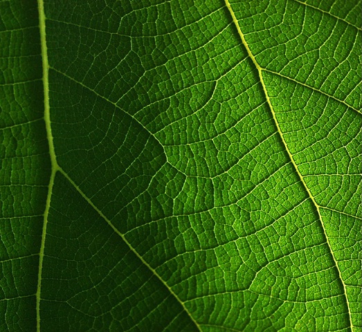 A Delicate World of a Leaf