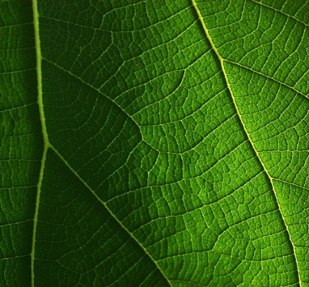 A Delicate World of a Leaf