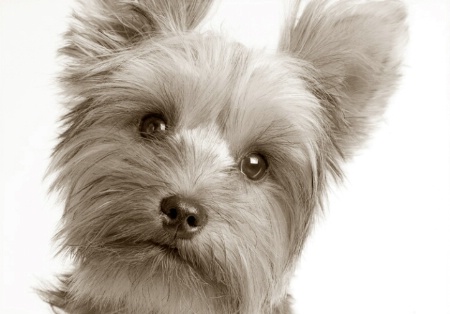 Sam, Yorkie