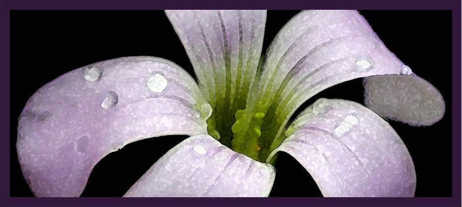 Softness in Lavender