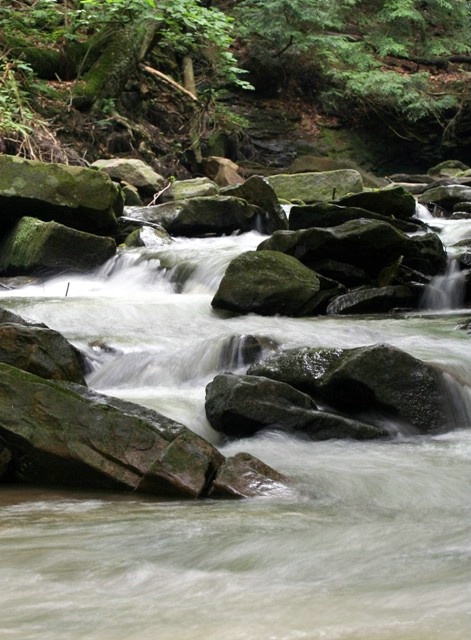 Wooded Stream