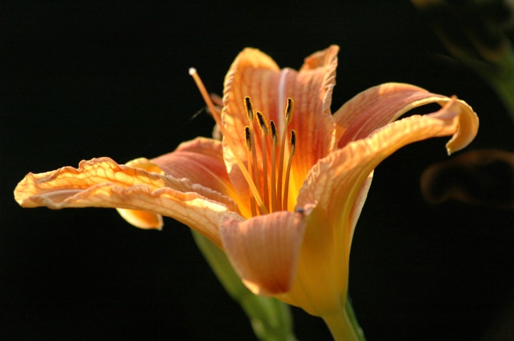 Tiger Lilly 1