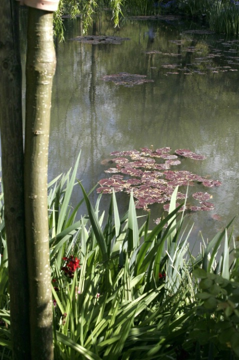 Giverny pond, Normandy