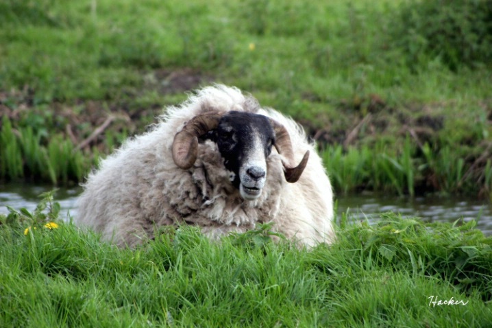 Kinderdyke sheep