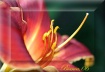 Once again LILLY