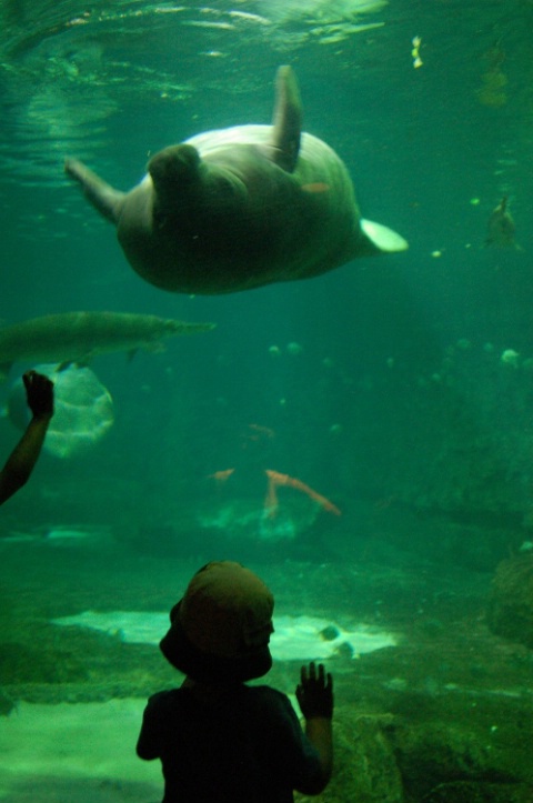 Boy Meets Manatee