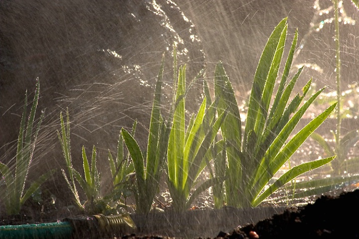 Morning Showers