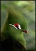 Green Crested Tur...