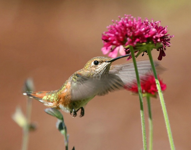 Rufous Hummingbird - ID: 2327445 © Janine Russell