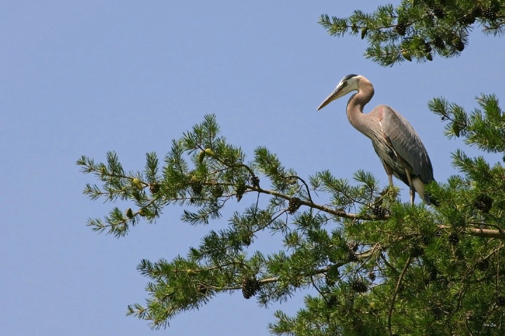 in Carolina Pines - the Great Blue ...