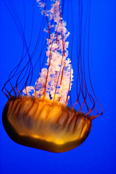 Mesmeric