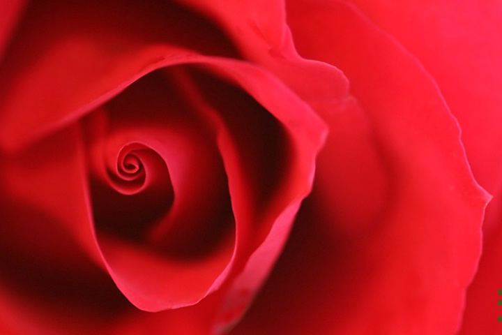 Red Rose