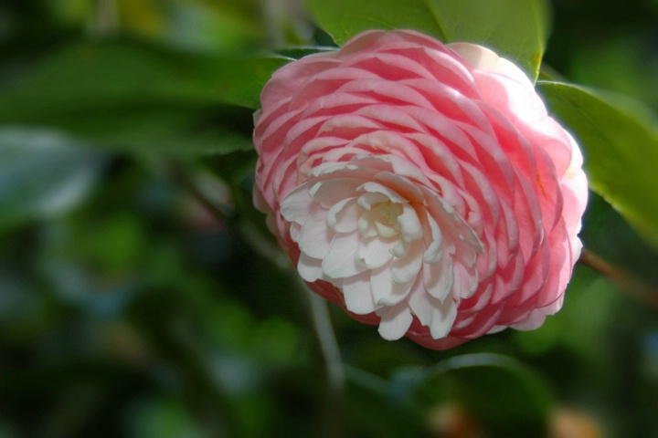 Sidelit Flower