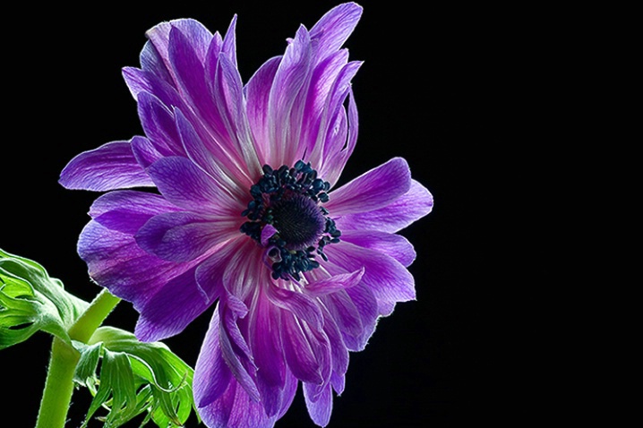 anemone, purple, flower, macro