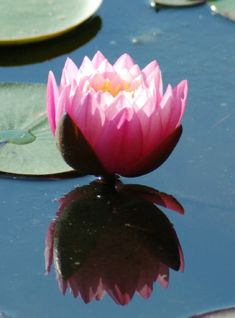 Water Lily Reflection