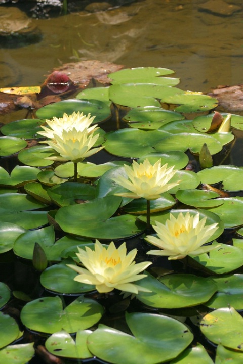 Water Lily (Nymphaea odorata)