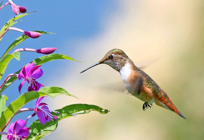 Rufous Hummingbird #3 - ID: 2330361 © Janine Russell