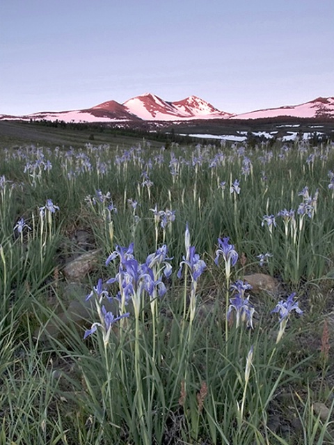 Mt. Dudenberg Iris