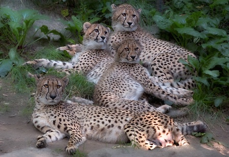 Cheetah Family