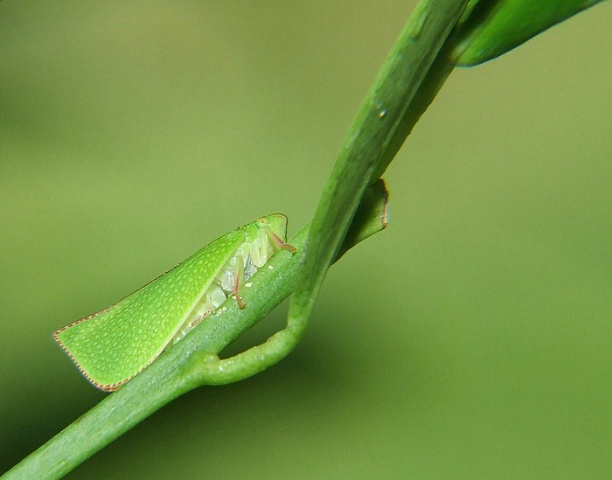 Leaf Guts