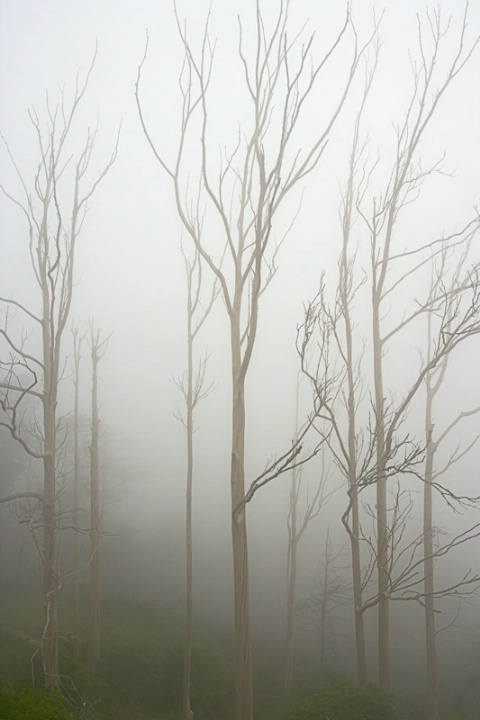 Fog, Mount Davidson, San Francisco