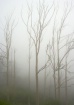 Fog, Mount Davids...