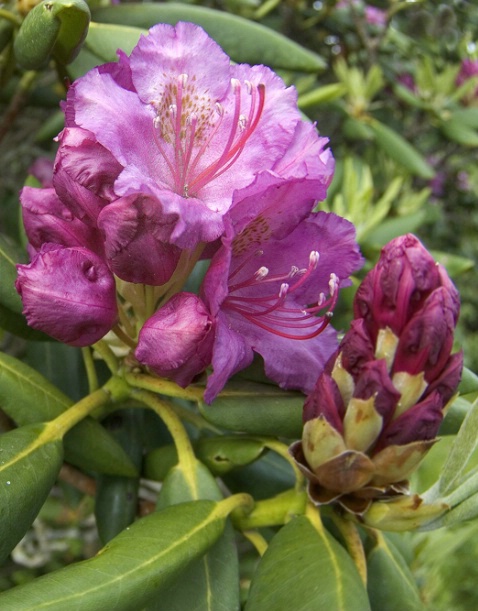 Catawba Rhododendron, Roan Mt., TN - ID: 2331828 © george w. sharpton
