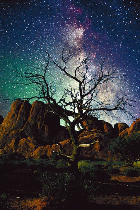 Lone Tree in Utah