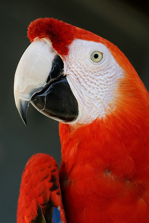 Scarlet Macaw  