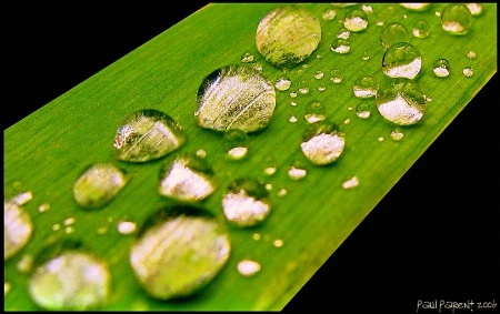 Water on a leaf