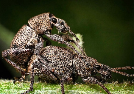Weevil Action