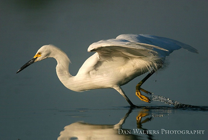 Snowy Egret