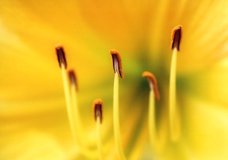 lily abstract