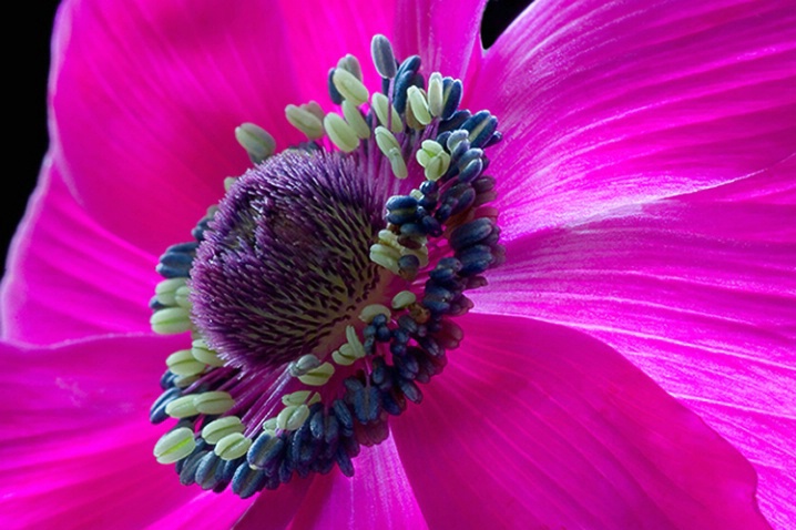 anemone, pink, flower, macro