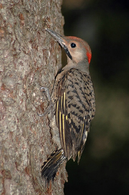 Baby Yellow-shafted Flicker