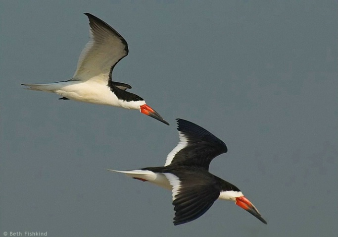 Black Skimmers in Flight, Nickerson Beach