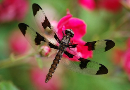 Dragonfly Beauty
