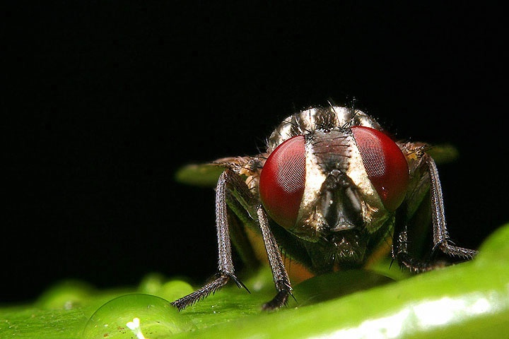 Fly in the Rain