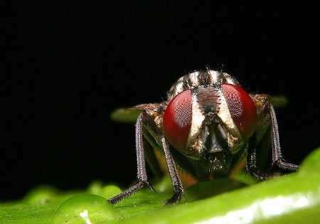 Fly in the Rain