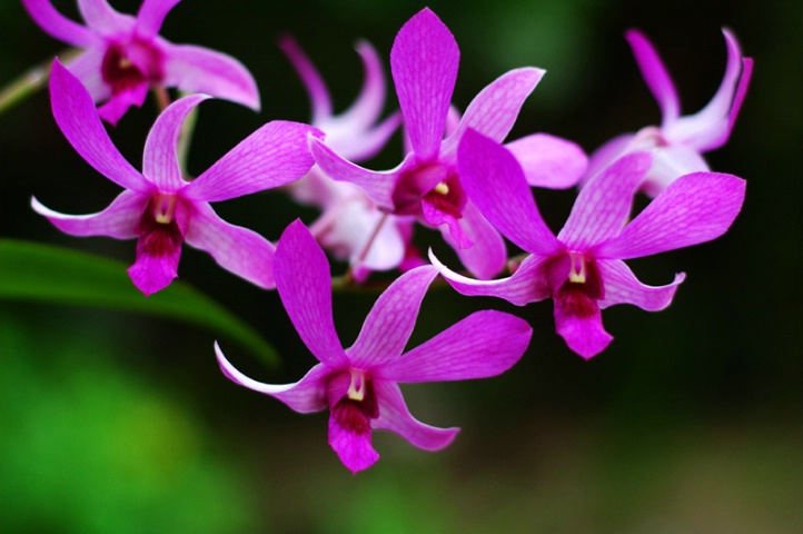 And Orchids hang over the path...