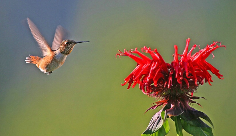 Rufous Hummingbird approaching Bee Balm - ID: 2339874 © Janine Russell