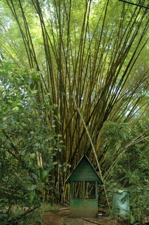 Bamboo tree in Costa Rica