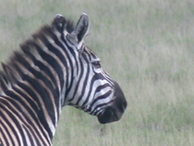 Zebra Ethiopia  