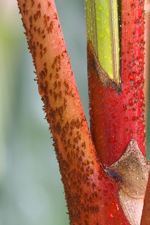 The Red Sealing Wax Palm (Cyrtostachys Renda)