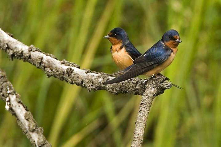 Barn Swallow and Fledgling - ID: 2344516 © John Tubbs