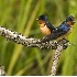2Barn Swallow and Fledgling - ID: 2344516 © John Tubbs
